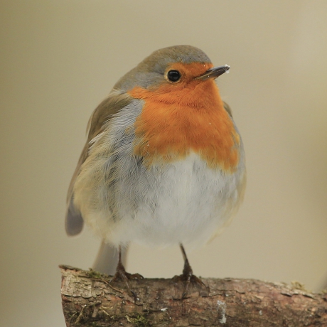 Roodborstje tikt ...