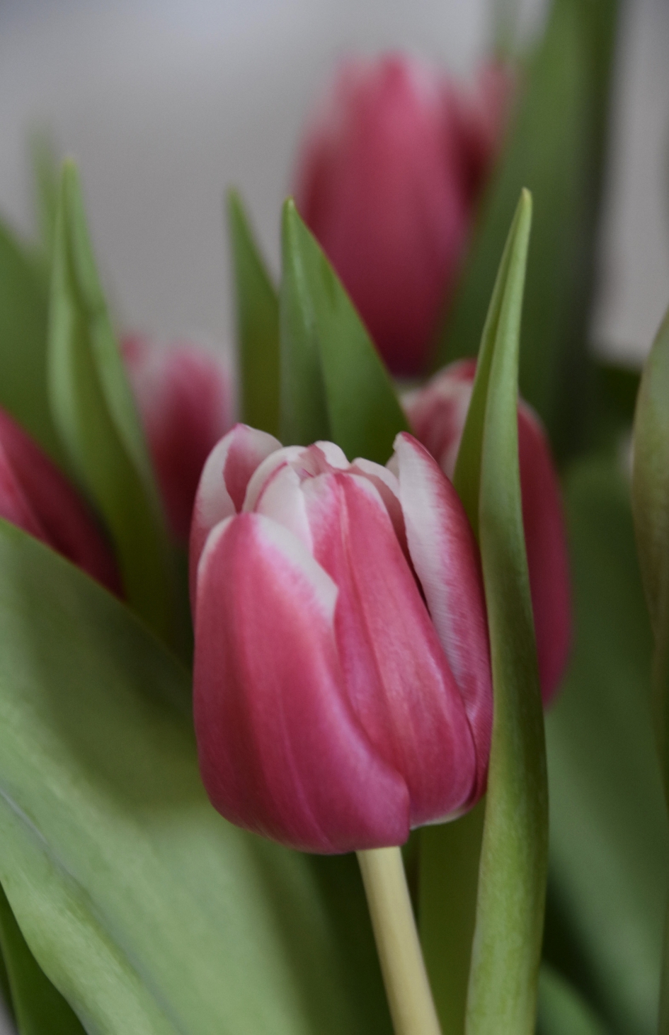 Roze tulp - Planten - 