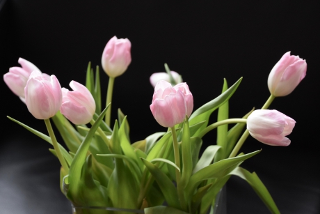 Roze tulpen