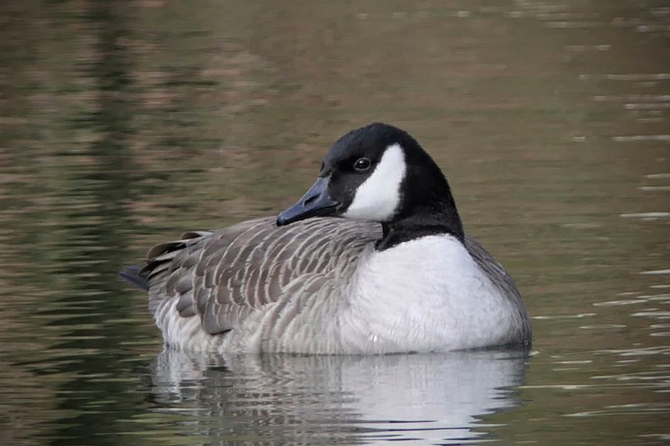 Rust - Vogels - Canadese gans