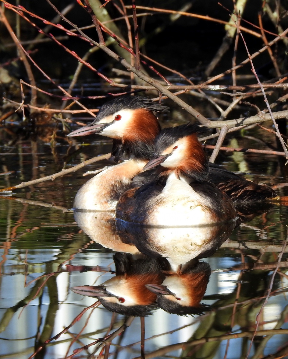 Samen - Vogels - Fuut