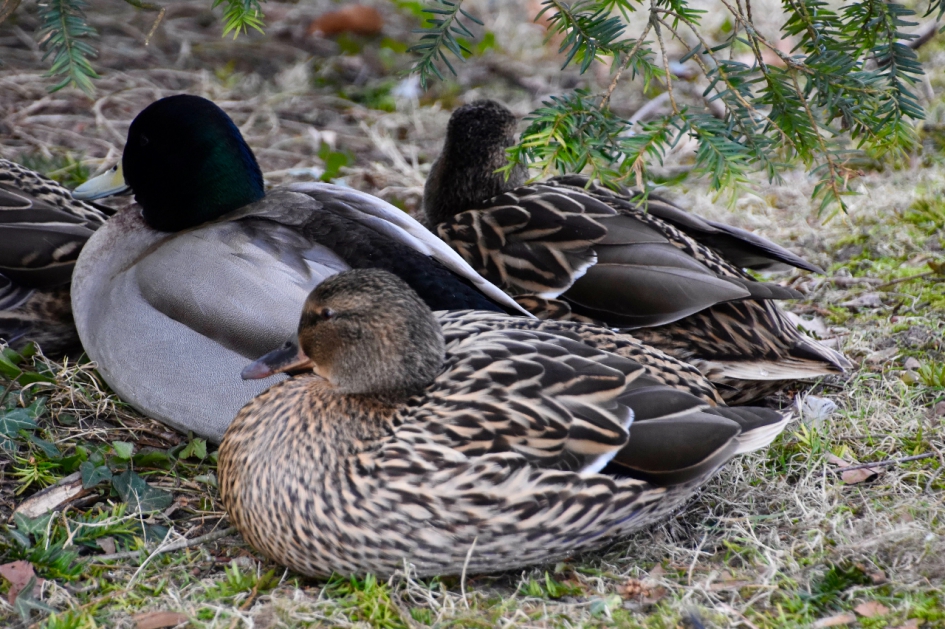 Samen in rust - Vogels - 