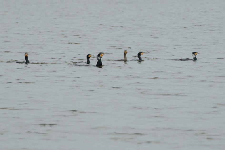 samen uit eten - Vogels - aalscholver