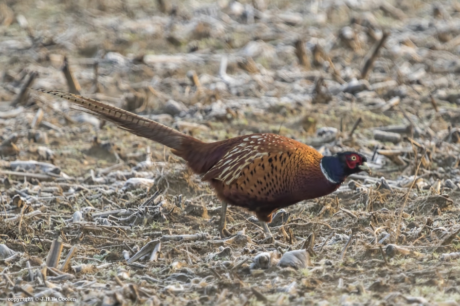 Scharrelaar... - Vogels - Fazant