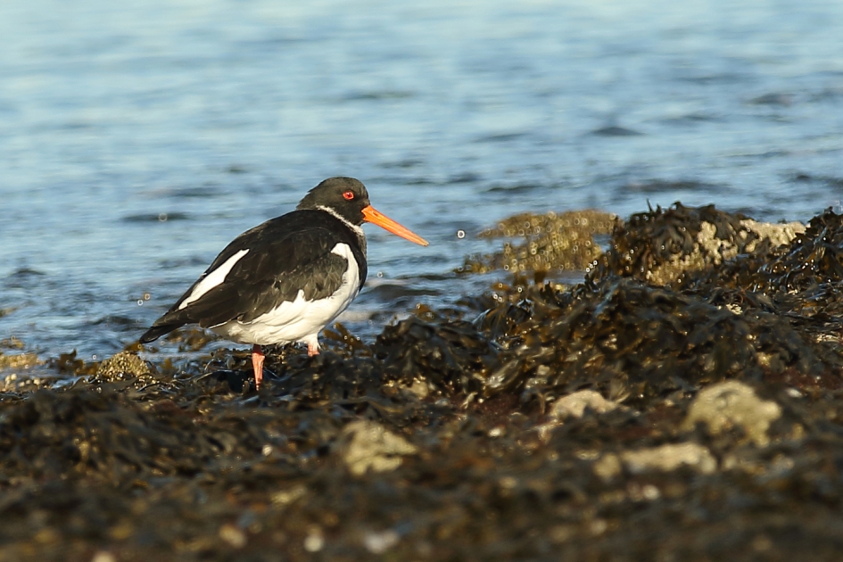 scholekster - Vogels - scholekster