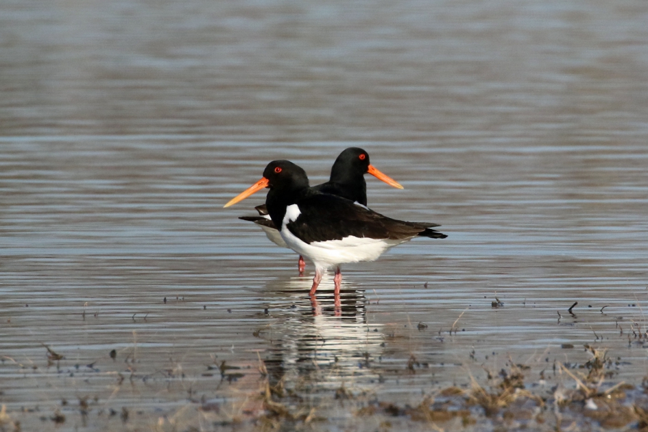 Scholeksters - Vogels - 