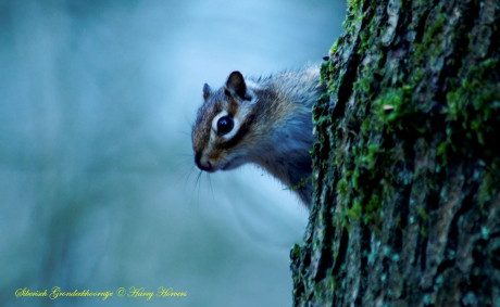 Siberisch Grondeekhoorntje.