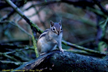 Siberische Grondeekhoorn