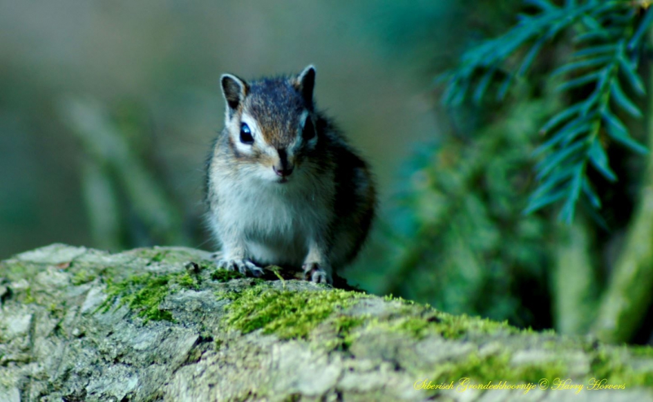 Siberische grondeekhoorn - Zoogdieren - Siberische grondeekhoorn