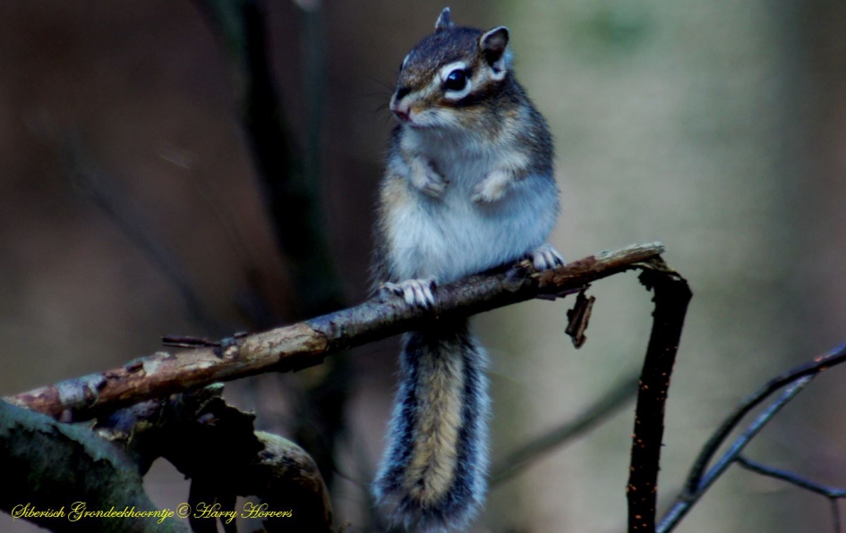 Siberische grondeekhoorn - Zoogdieren - Siberische grondeekhoorn