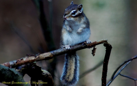 Siberische grondeekhoorn