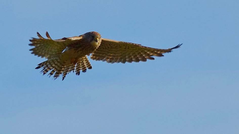 Slijtage - Vogels - Torenvalk