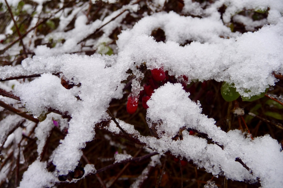Sneeuw - Planten - 