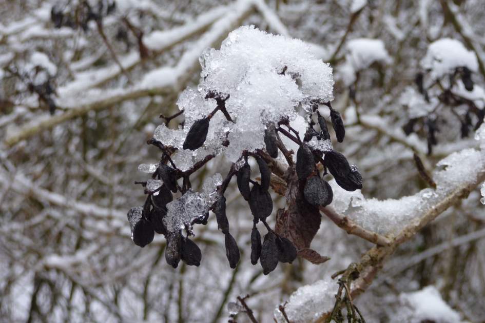 Sneeuwkapje - Planten - 