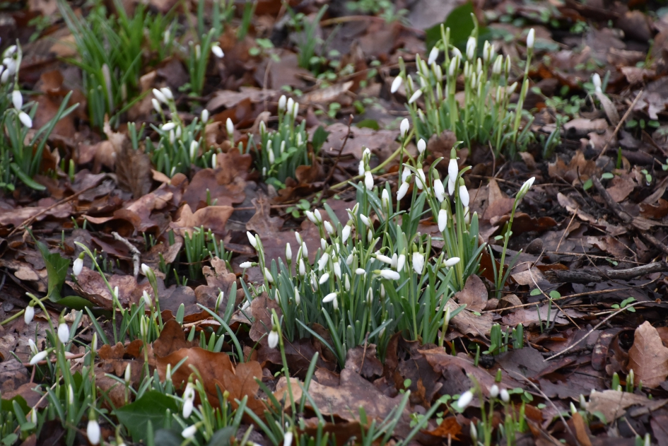 Sneeuwklokjes - Planten - 