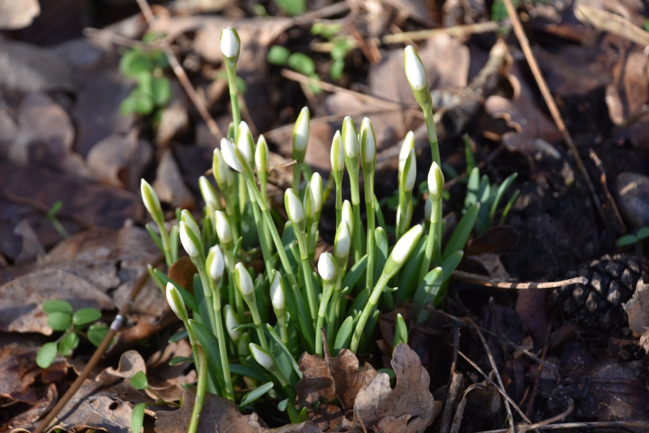 Sneeuwklokjes - Planten - 