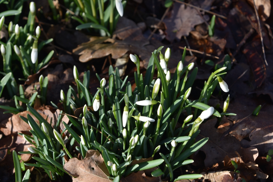 Sneeuwklokjes - Planten - 