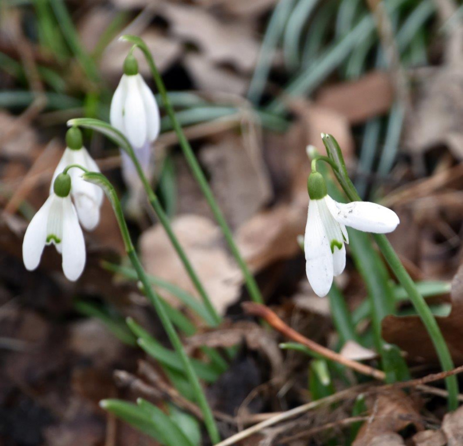 Sneeuwklokjes - Planten - 