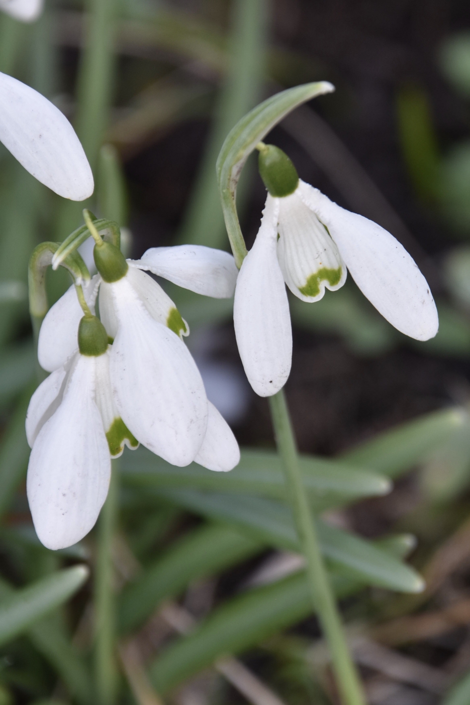 Sneeuwklokjes - Planten - 