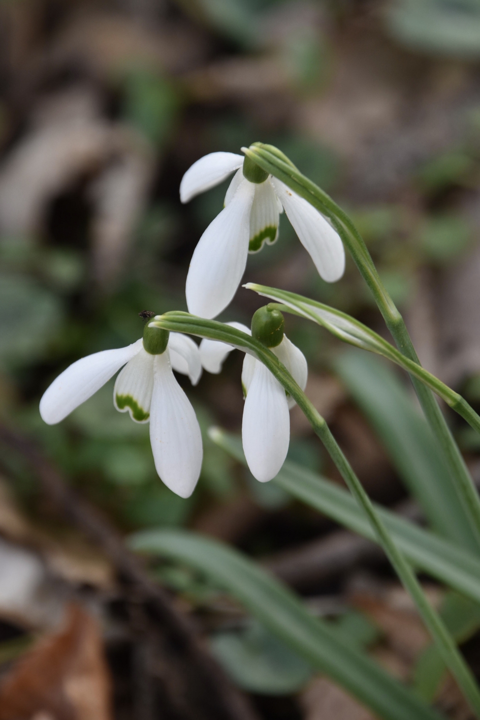 Sneeuwklokjes - Planten - 
