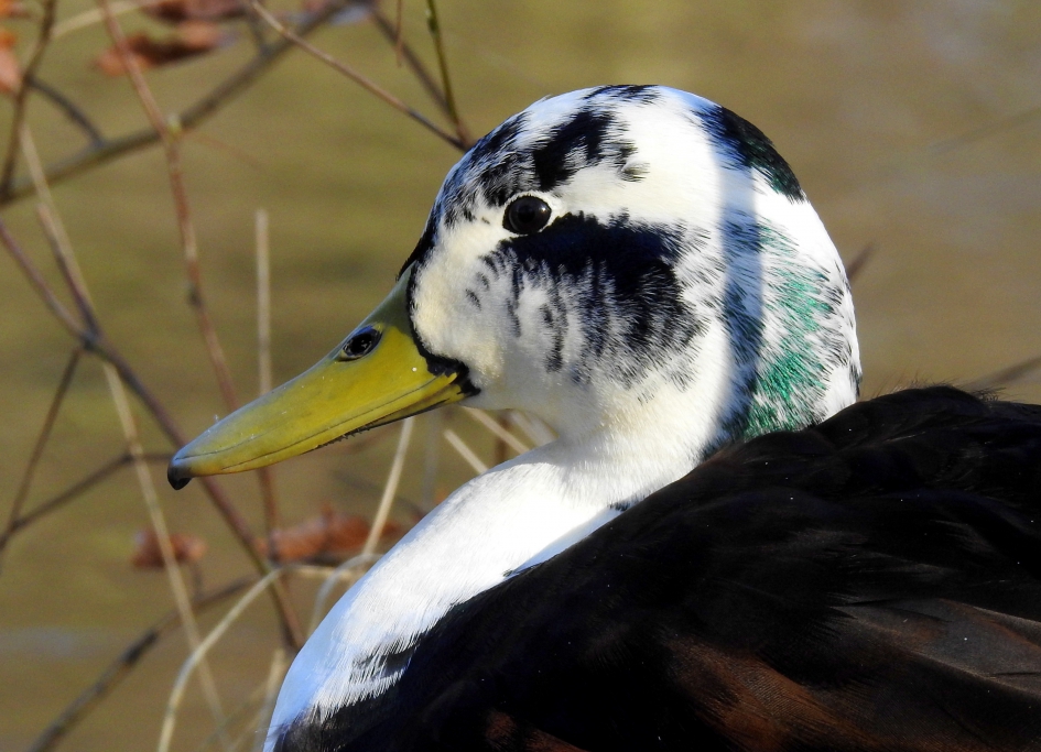 Soepeend - Vogels - Soepeend