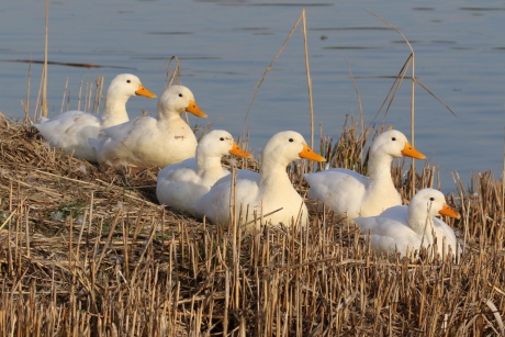 Soepeendjes in het februarizonnetje