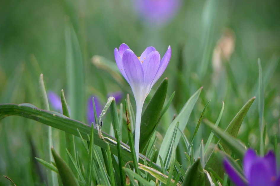 "Solo" - Planten - Krokus