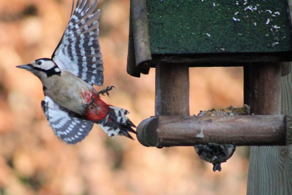 Specht - Vogels - Grote bonte  Specht