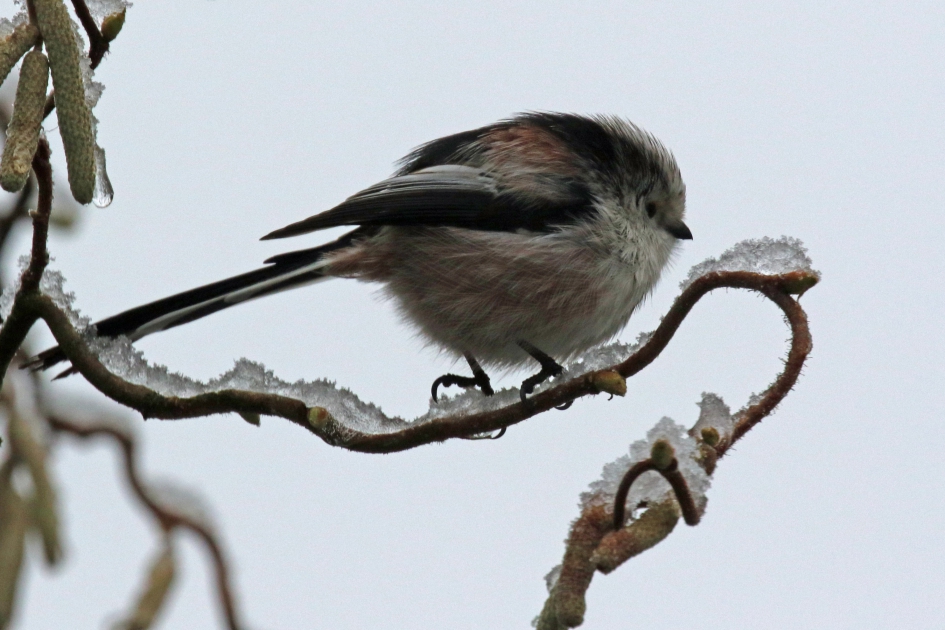 Staartmeesje - Vogels - 