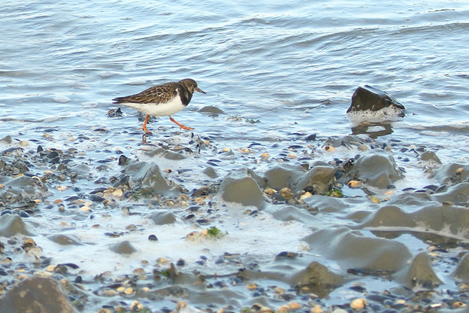 steenloper - Vogels - steenloper