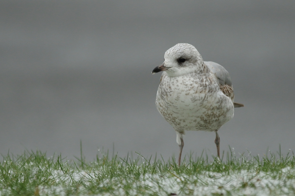 stormmeeuw - Vogels - stormmeeuw