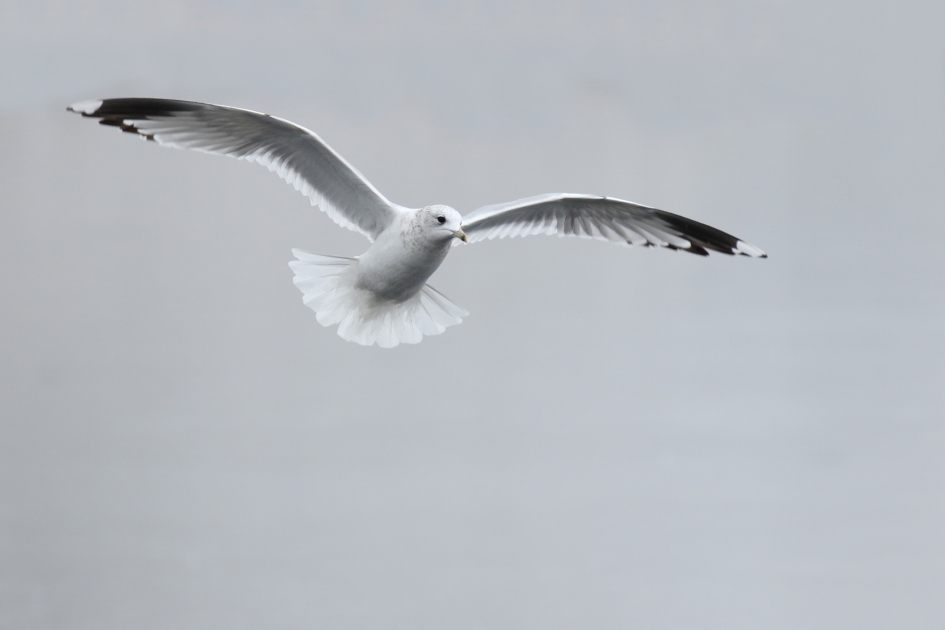 stormmeeuw - Vogels - stormmeeuw