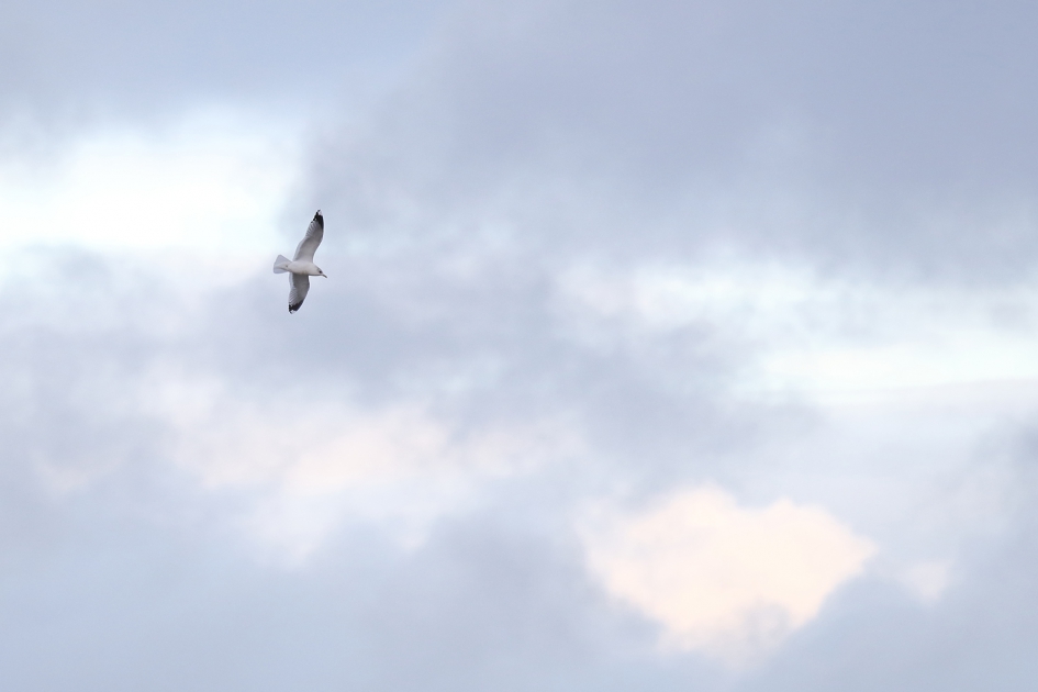 stormmeeuw - Vogels - stormmeeuw
