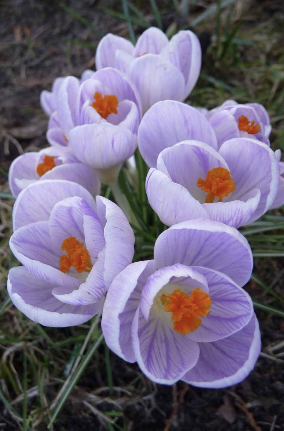 Streepjes - Planten - 