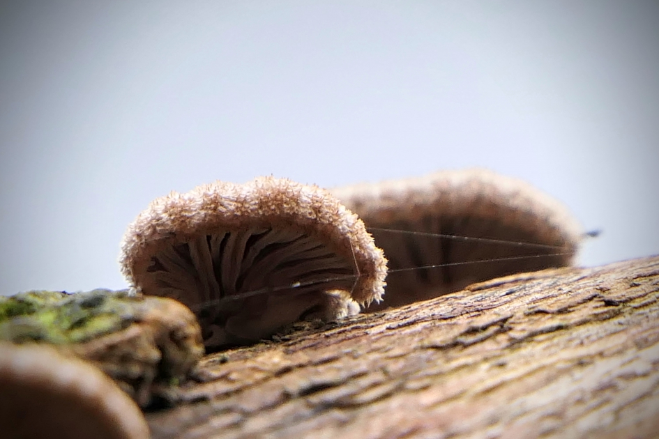 "Suikerwaaiertjes" - Schimmels - Waaiers