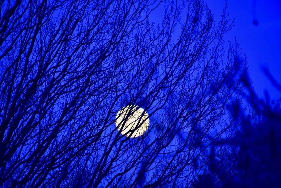 Supersneeuwmaan - Planten - 