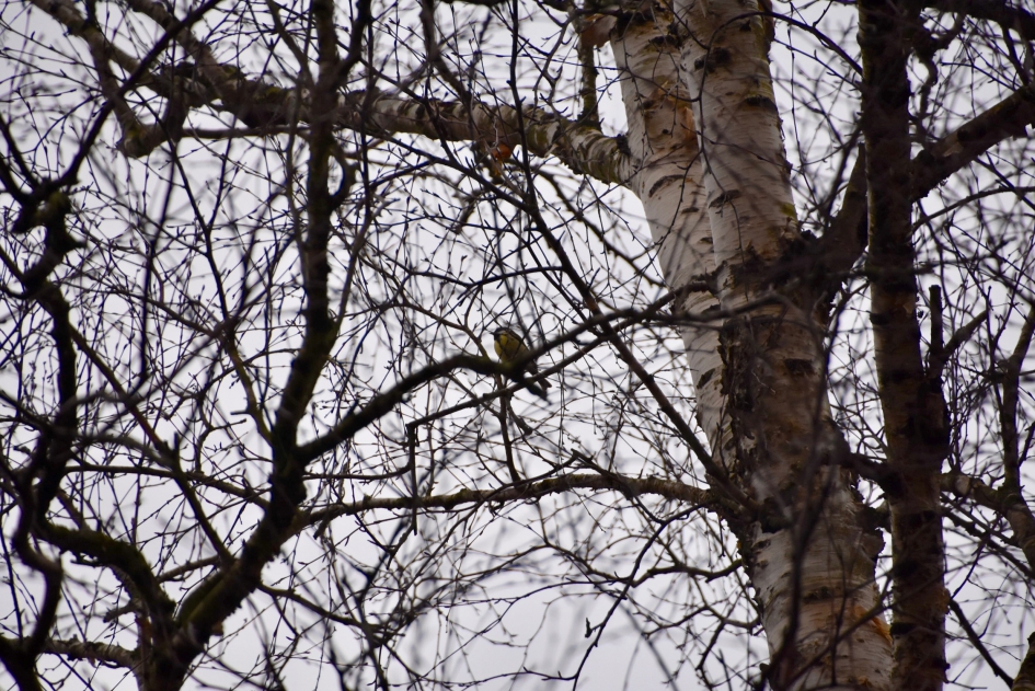 Toch nog een koolmees in de boom - Vogels - 