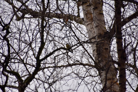 Toch nog een koolmees in de boom