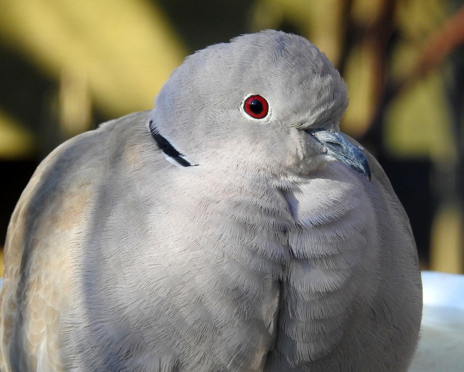 Toch nog maar even de winterjas aan - Vogels - Turkse tortel