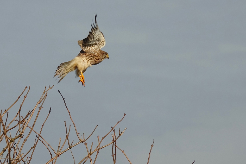 Torenvalk - Vogels - 