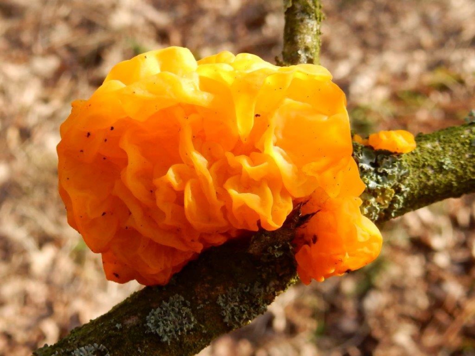 Trilzwam - Schimmels - Gele trilzwam