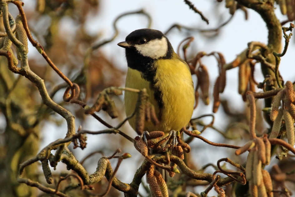 Tuinvogels in de hazelaar (1) - Vogels - 