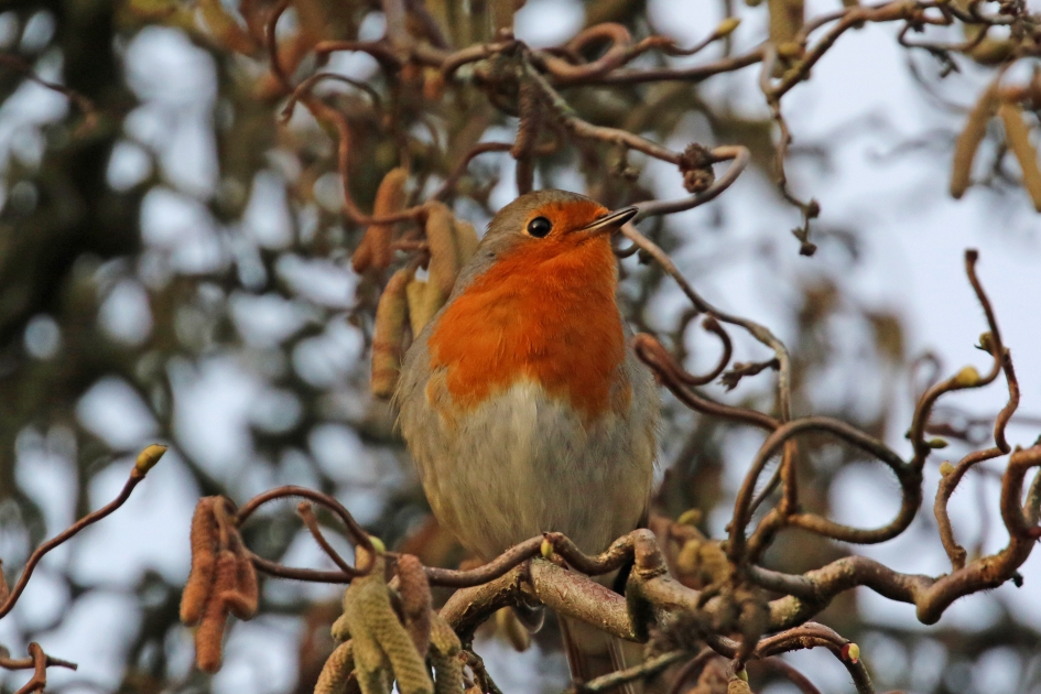 Tuinvogels in de hazelaar (2) - Vogels - 