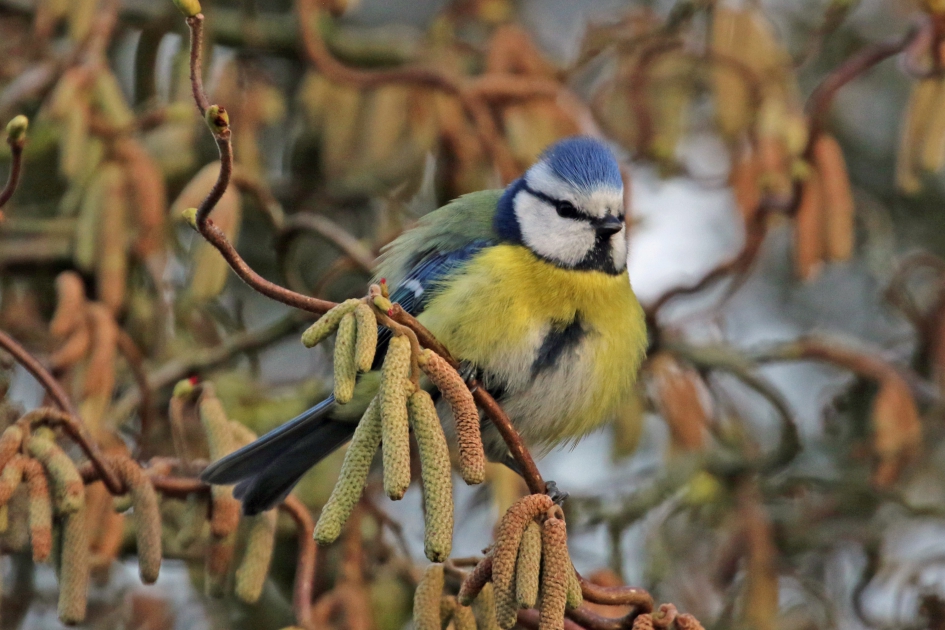 Tuinvogels in de hazelaar (3) - Vogels - 
