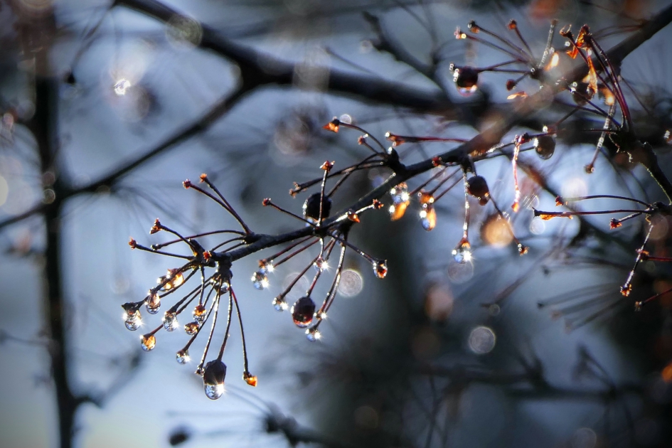 "Twinkeltakje" - Planten - 