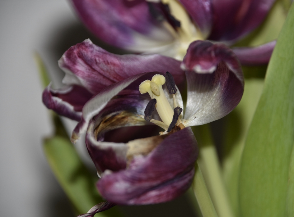 Uitgebloeide tulpen - Planten - 