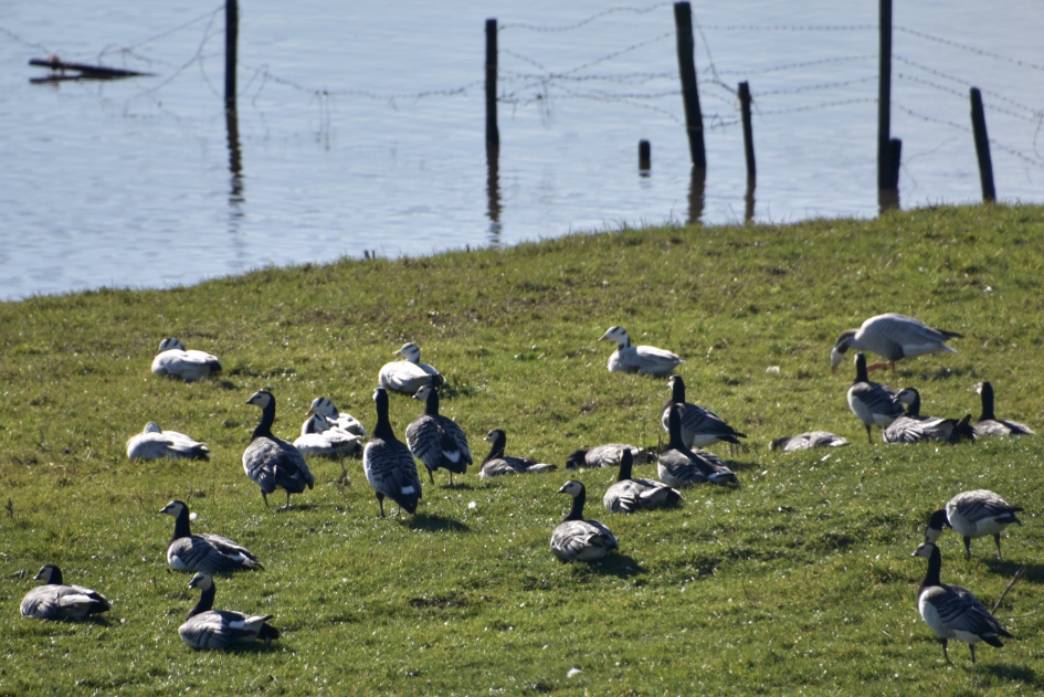 Veel ganzen - Vogels - 