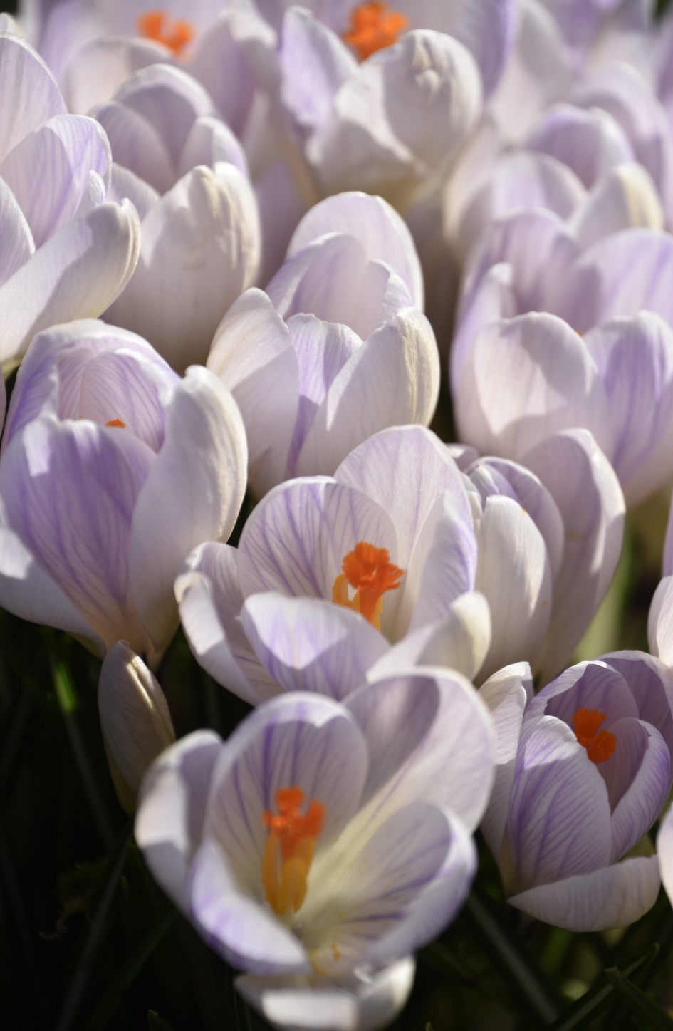 Veel krokussen - Planten - 