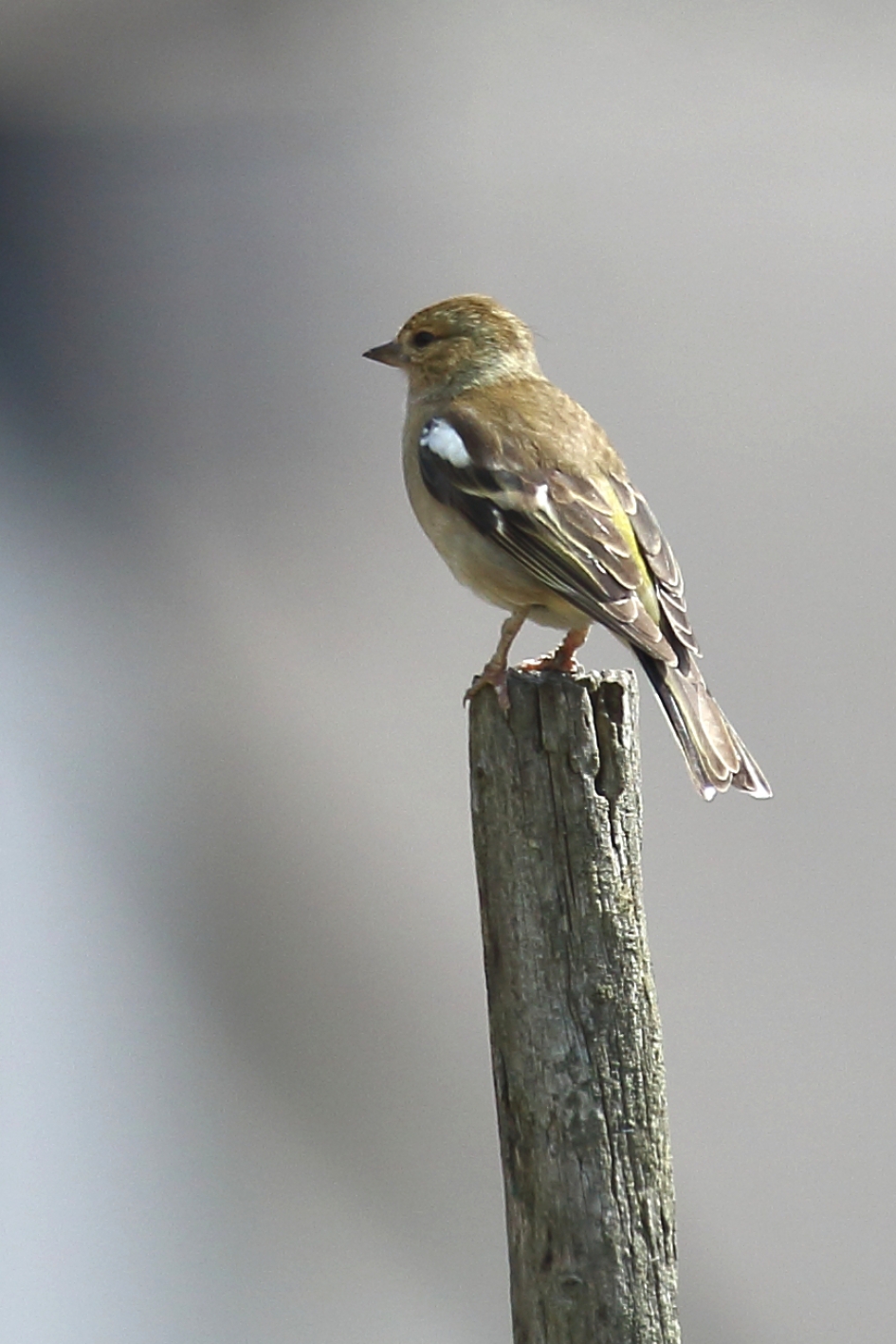vink -v- - Vogels - vink -v-