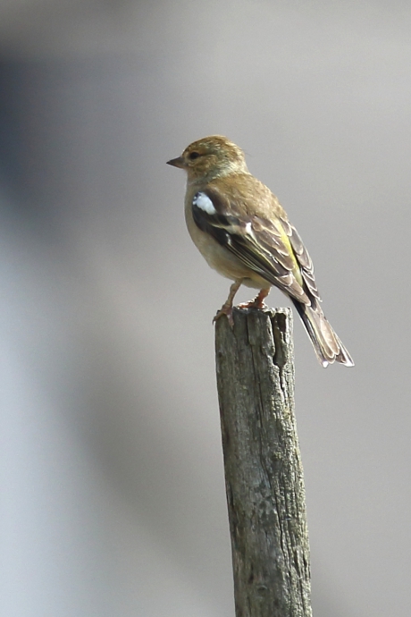 vink -v-